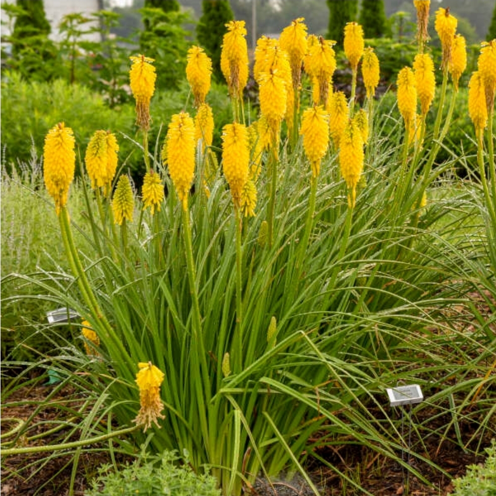 Kniphofia 'Solar Flare' PYROMANIA® Collection