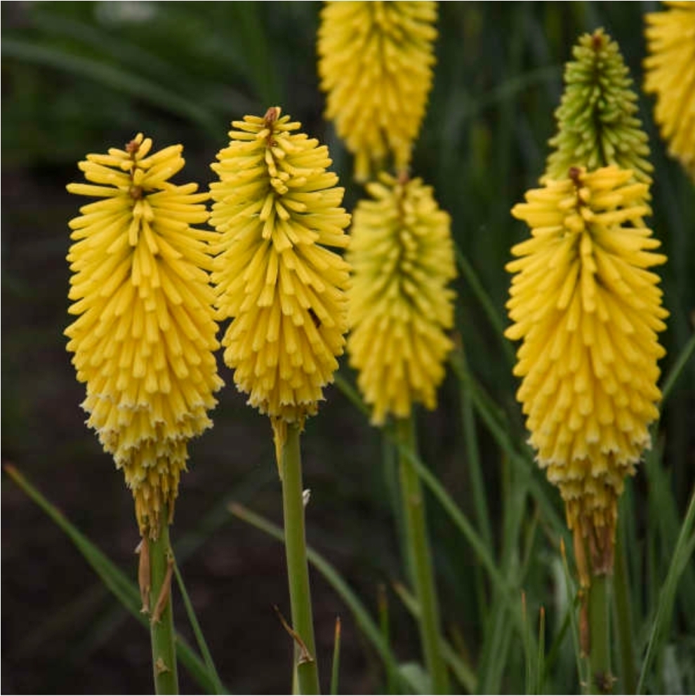 Kniphofia 'Solar Flare' PYROMANIA® Collection