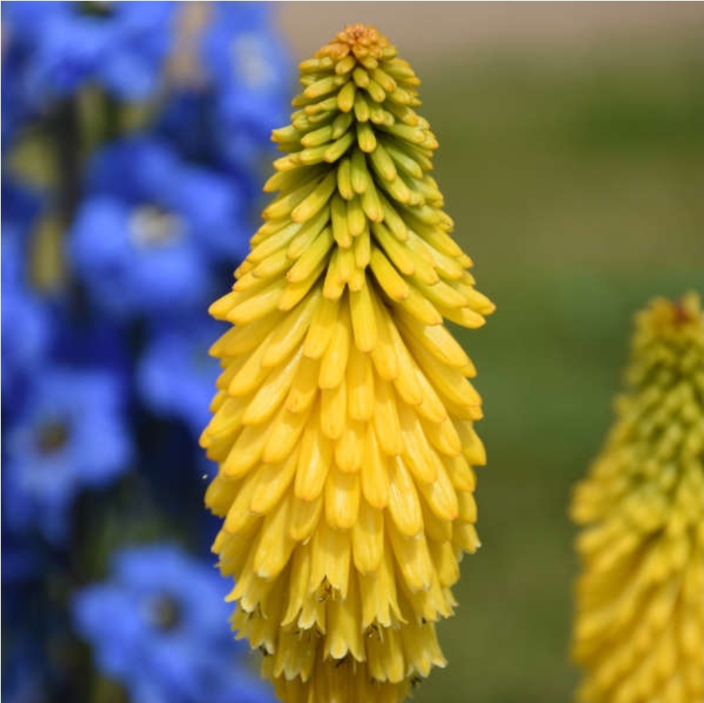 Kniphofia 'Solar Flare' PYROMANIA® Collection