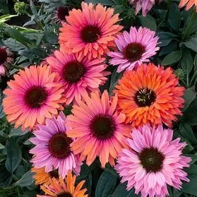 'Sunseekers Rainbow' Coneflower 1 gal