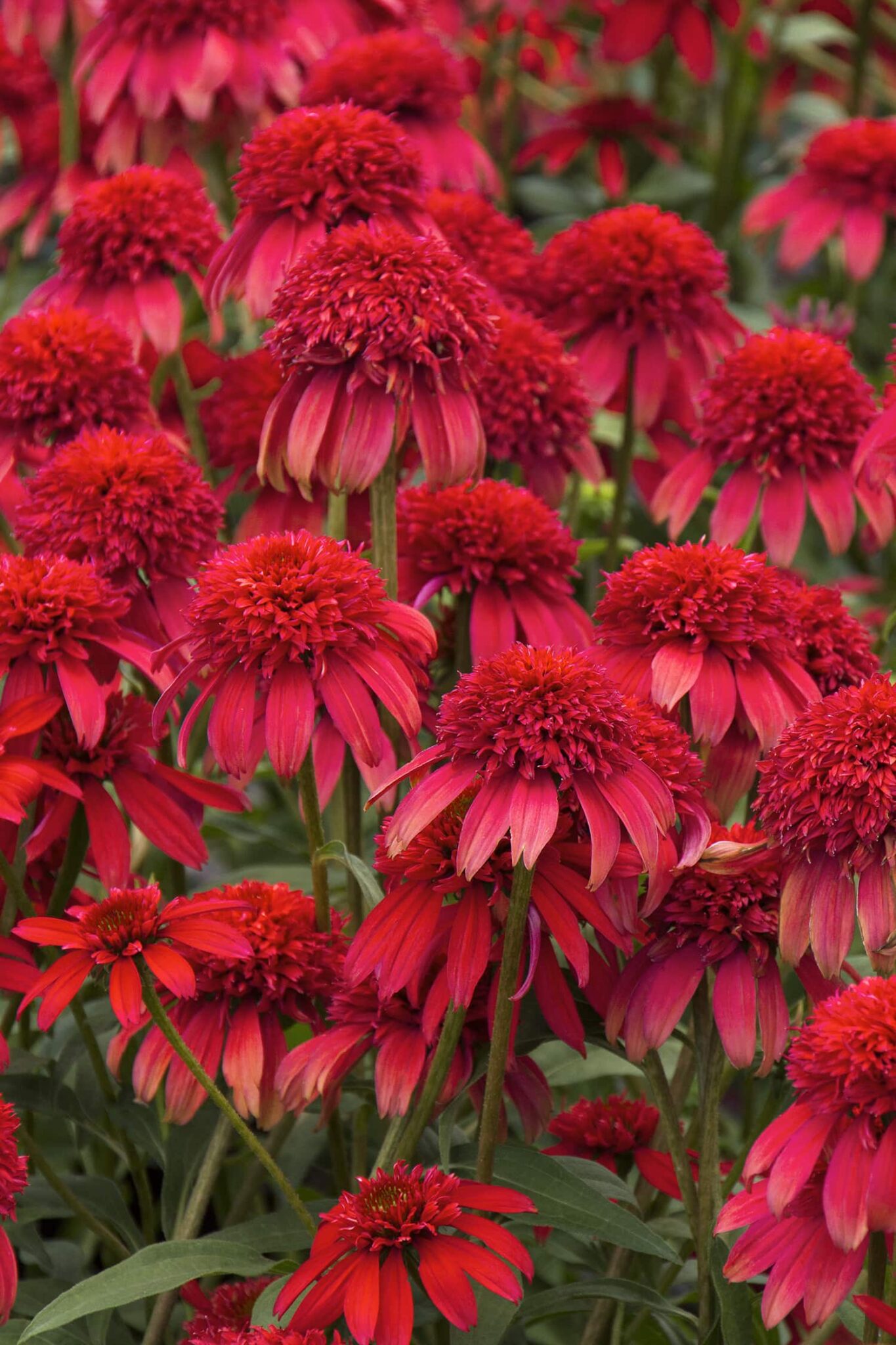 'Double Scoop Cranberry' Coneflower 1 gal