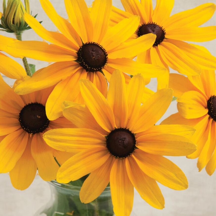 'Indian Summer' Rudbeckia