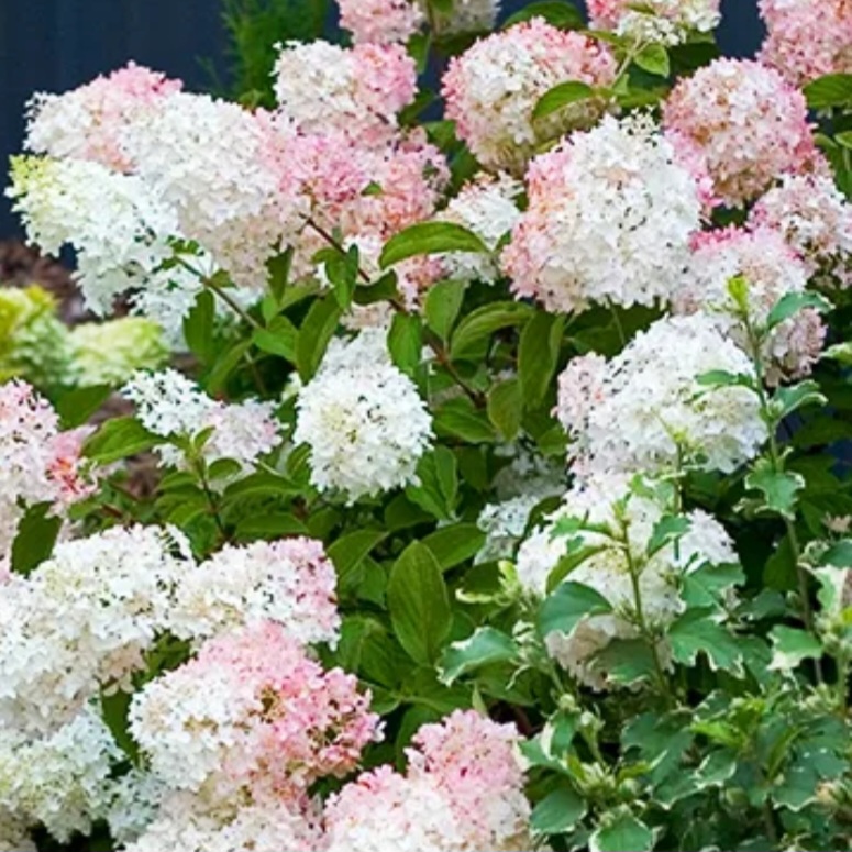 PRE-ORDER 'Phantom' Hydrangea 3gal