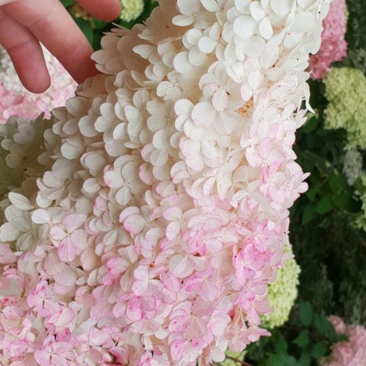PRE-ORDER 'Phantom' Hydrangea 3gal