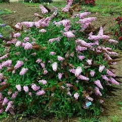 MONARCH 'Princess Pink' Butterfly Bush 3 gal