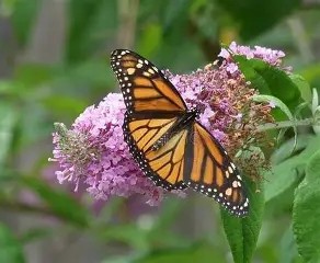 MONARCH 'Princess Pink' Butterfly Bush 3 gal