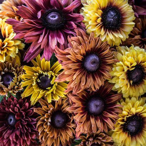 'Sahara' Rudbeckia hirta 1.5 gal