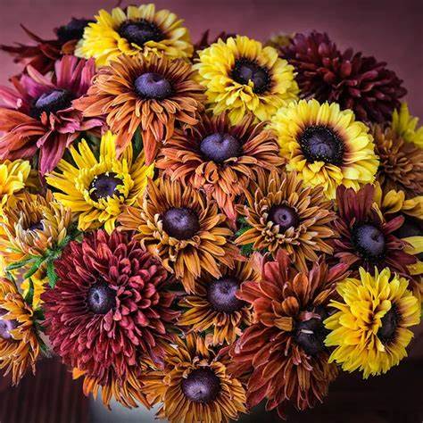 'Sahara' Rudbeckia hirta 1.5 gal