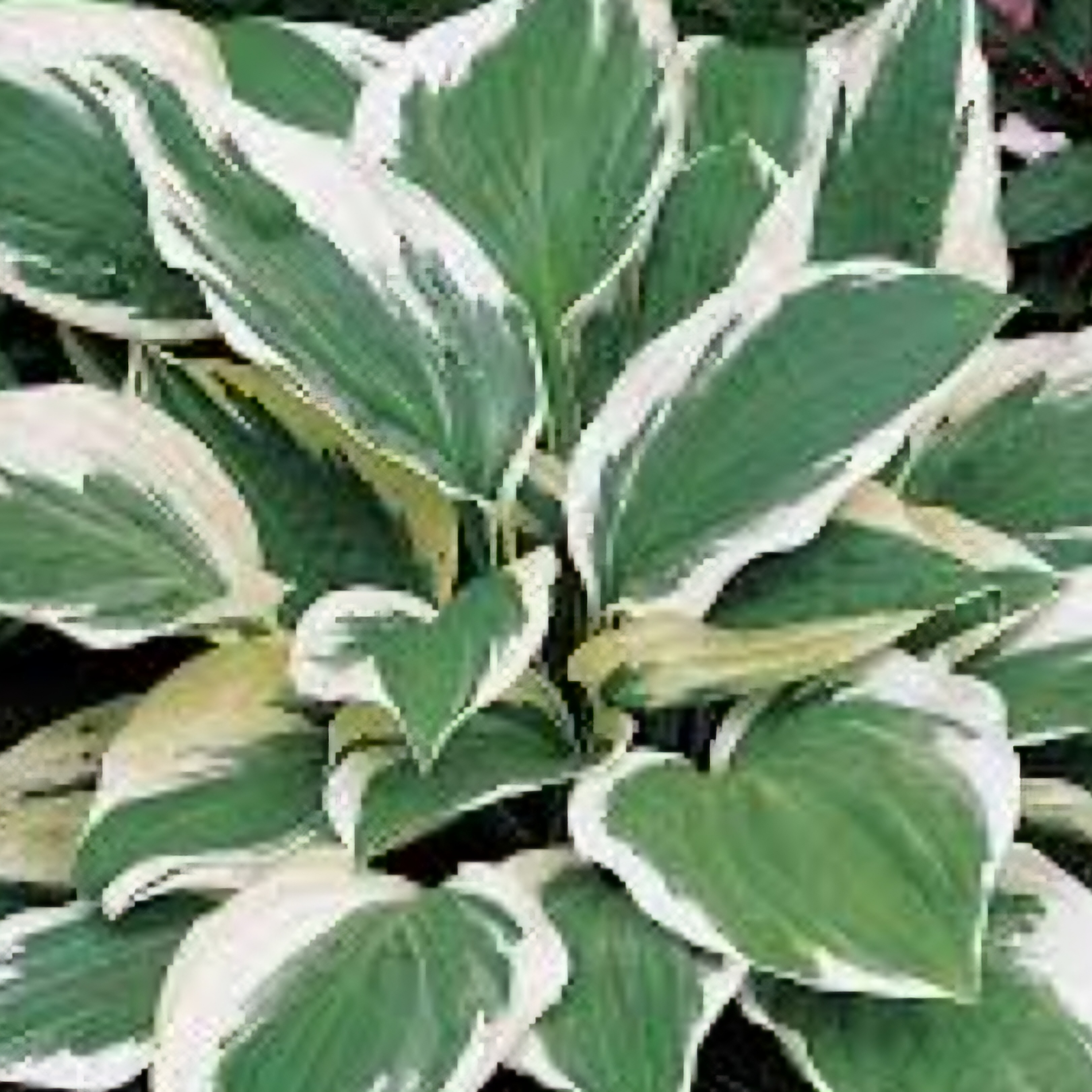 'Patriot' Hosta