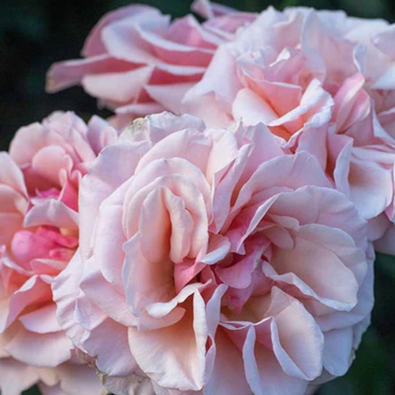 'Mother of Pearl' Rose 3 gal