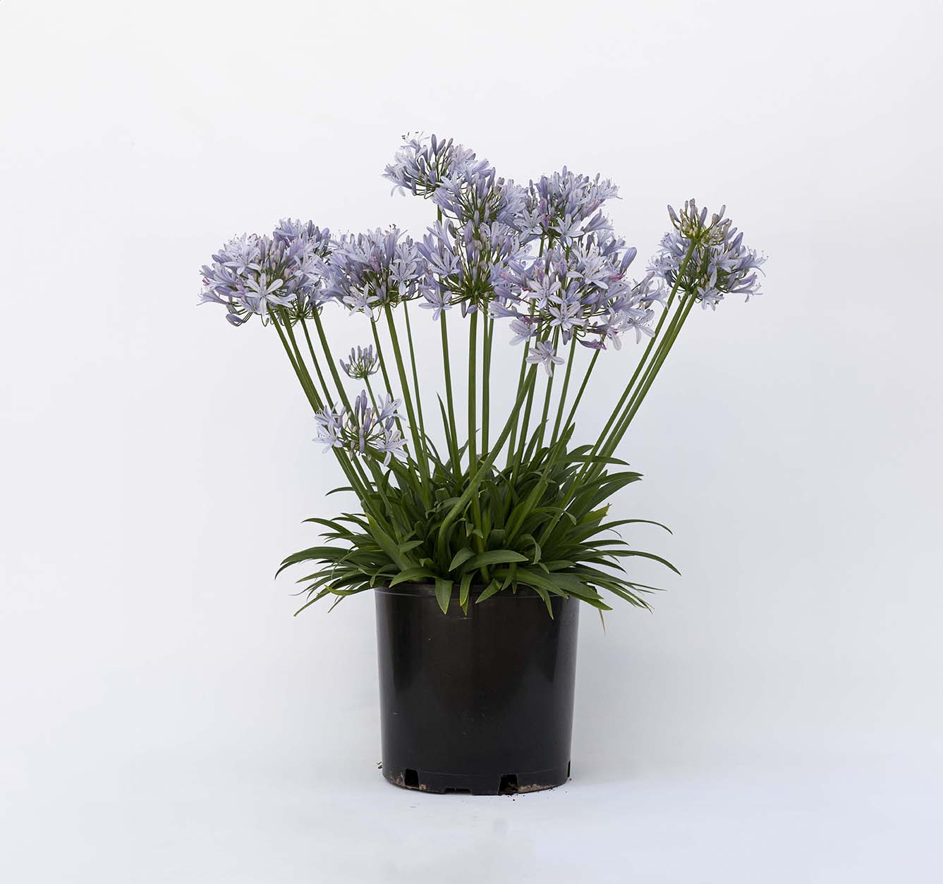 Straight A® ‘Blue Flare’ Agapanthus