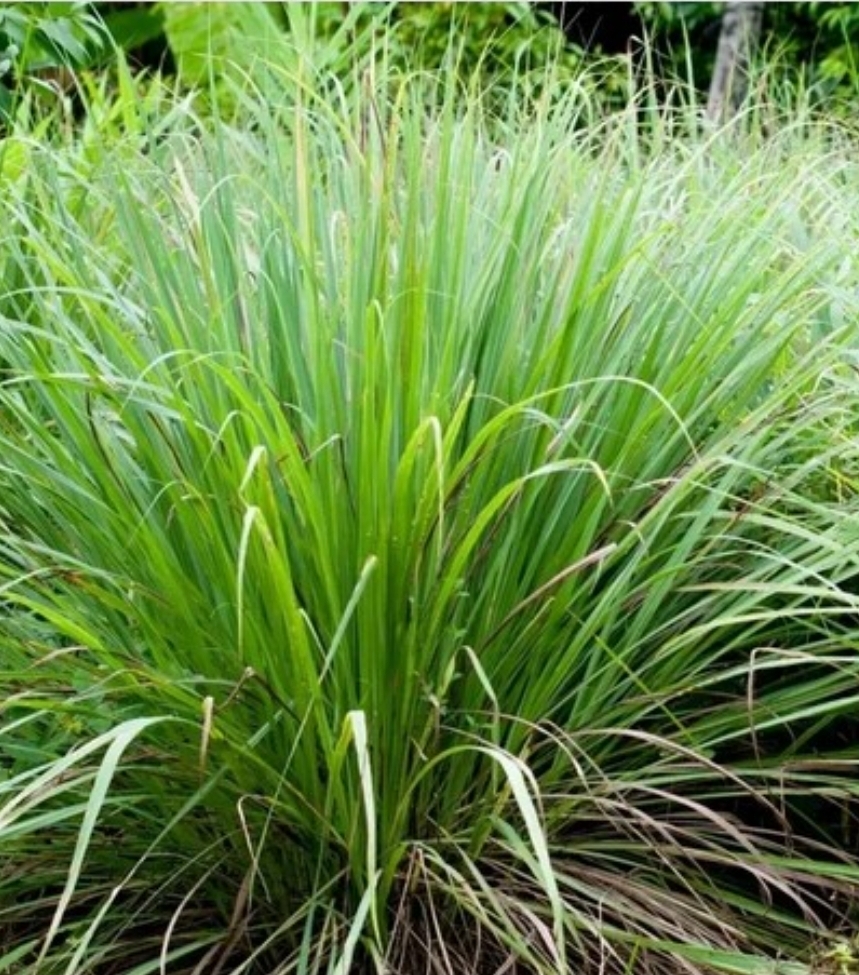 Lemongrass (1 gal pot)