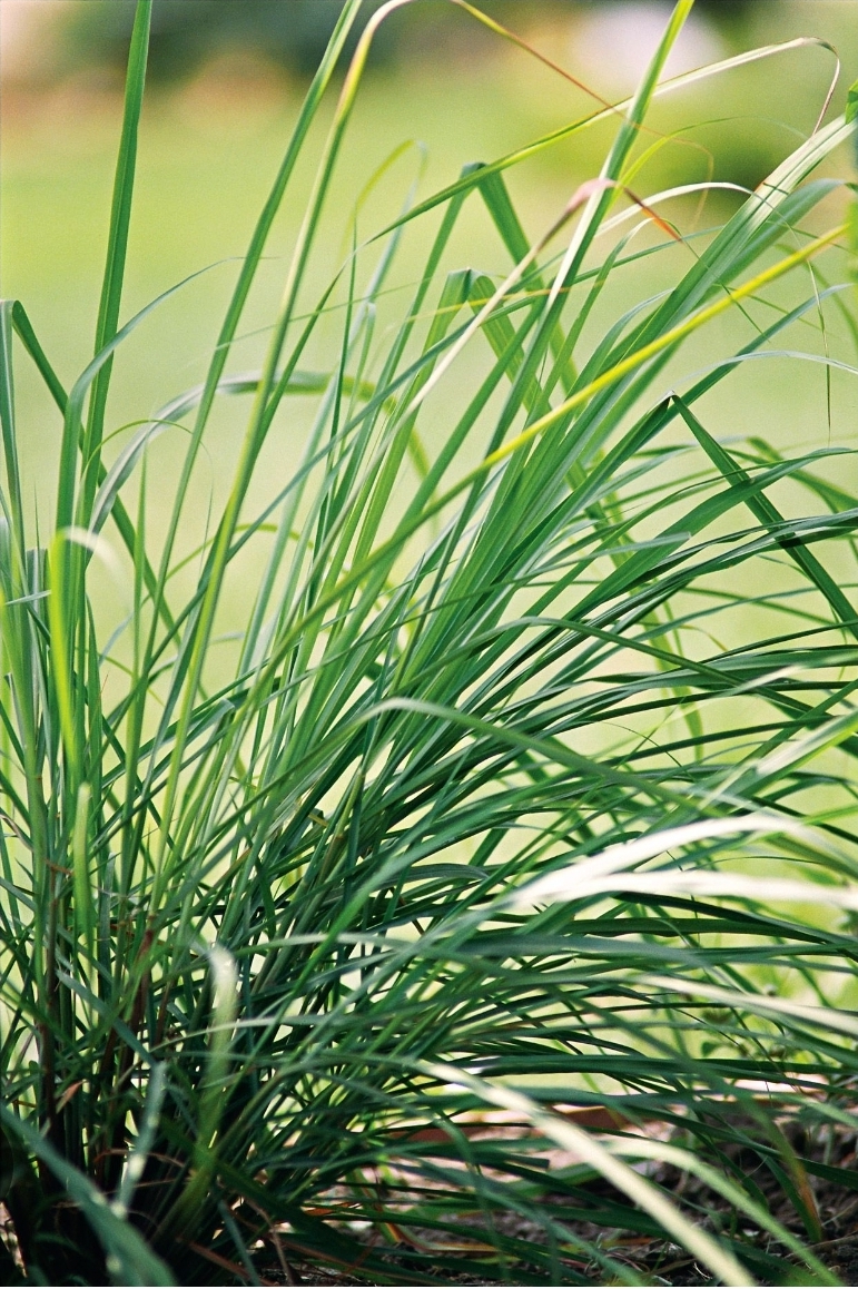 Lemongrass (1 gal pot)