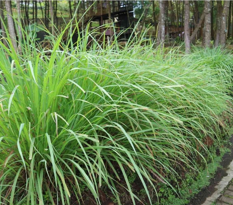Lemongrass (1 gal pot)