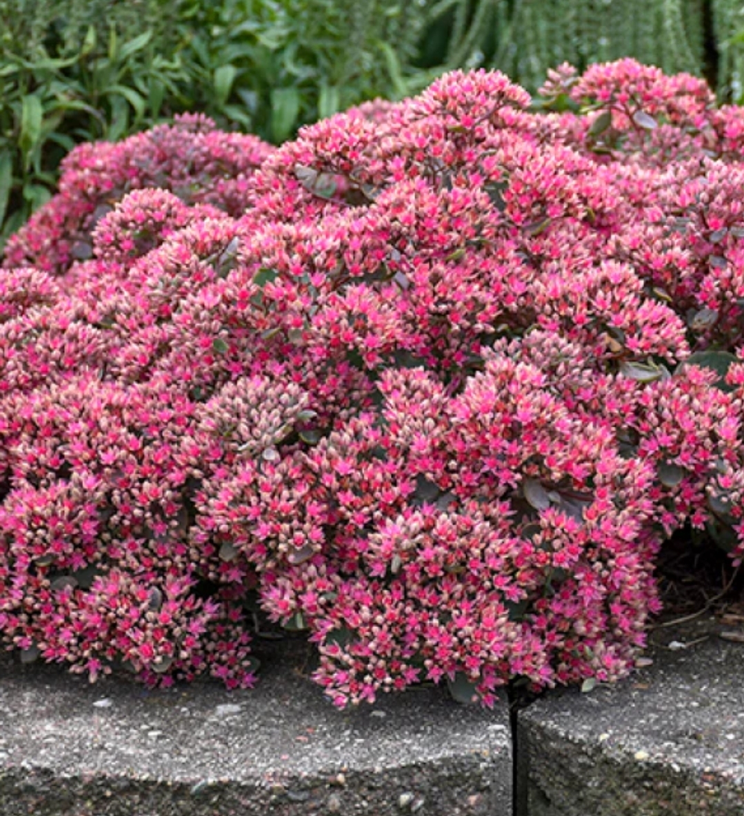 Sedum "Rock N Round" Popstar (1gal Pot)