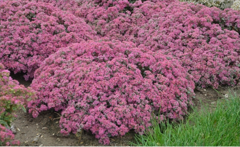 Sedum "Rock N Round" Popstar (1gal Pot)