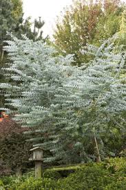 'Silver Dollar' Eucalyptus 1 gal
