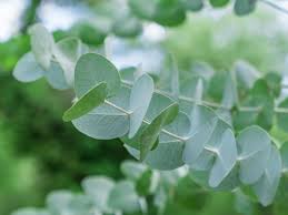 'Silver Dollar' Eucalyptus 1 gal