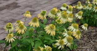 Double Scoop Lemon Cream Coneflower Echinacea 1 gal