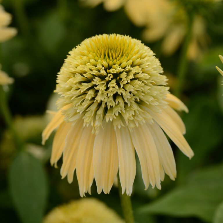 Double Scoop Lemon Cream Coneflower Echinacea 1 gal