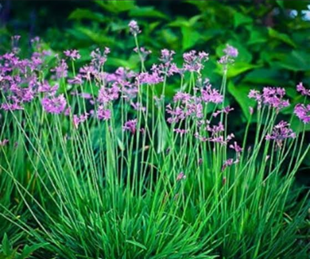 Society Garlic (6in pot)