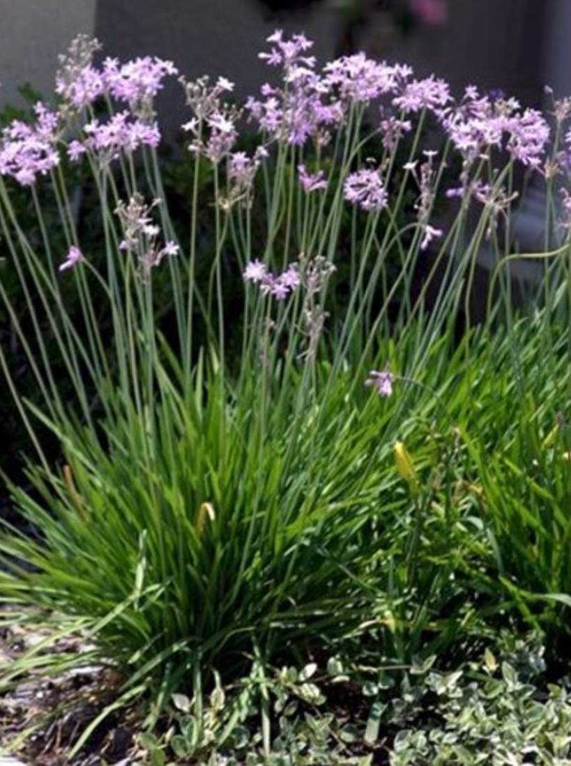 Society Garlic (6in pot)