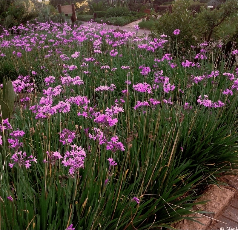 Society Garlic (6in pot)