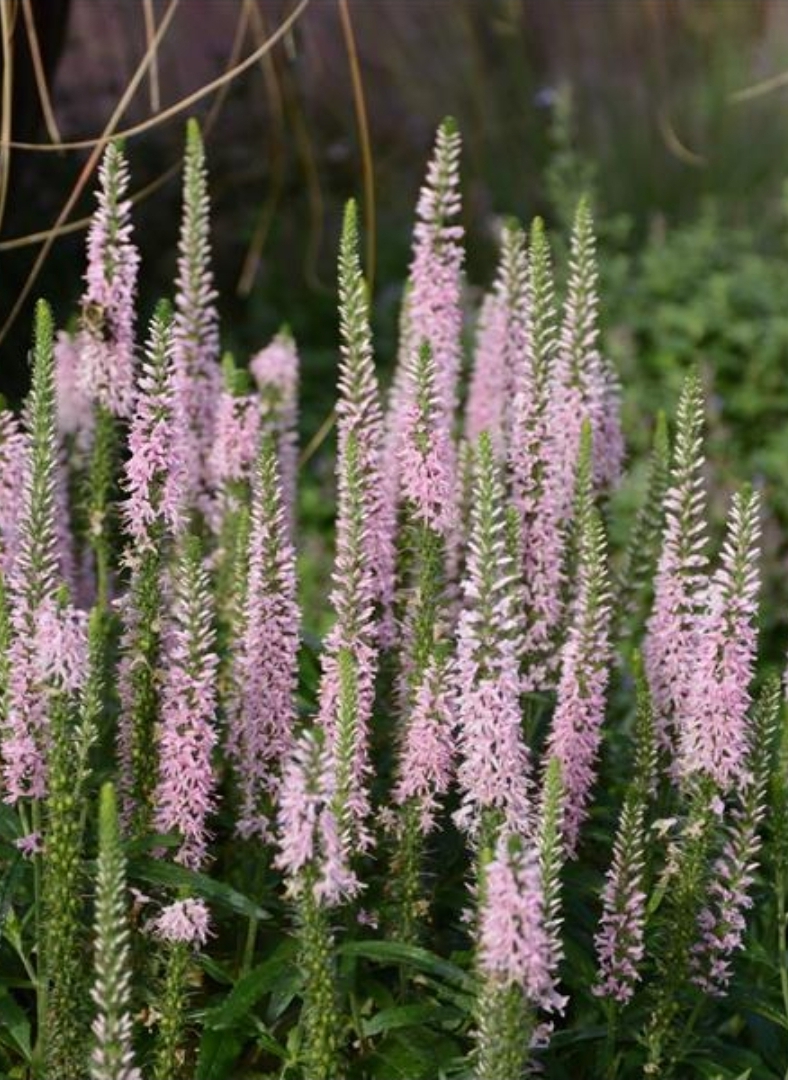 "Moody Blues" Pink Veronica