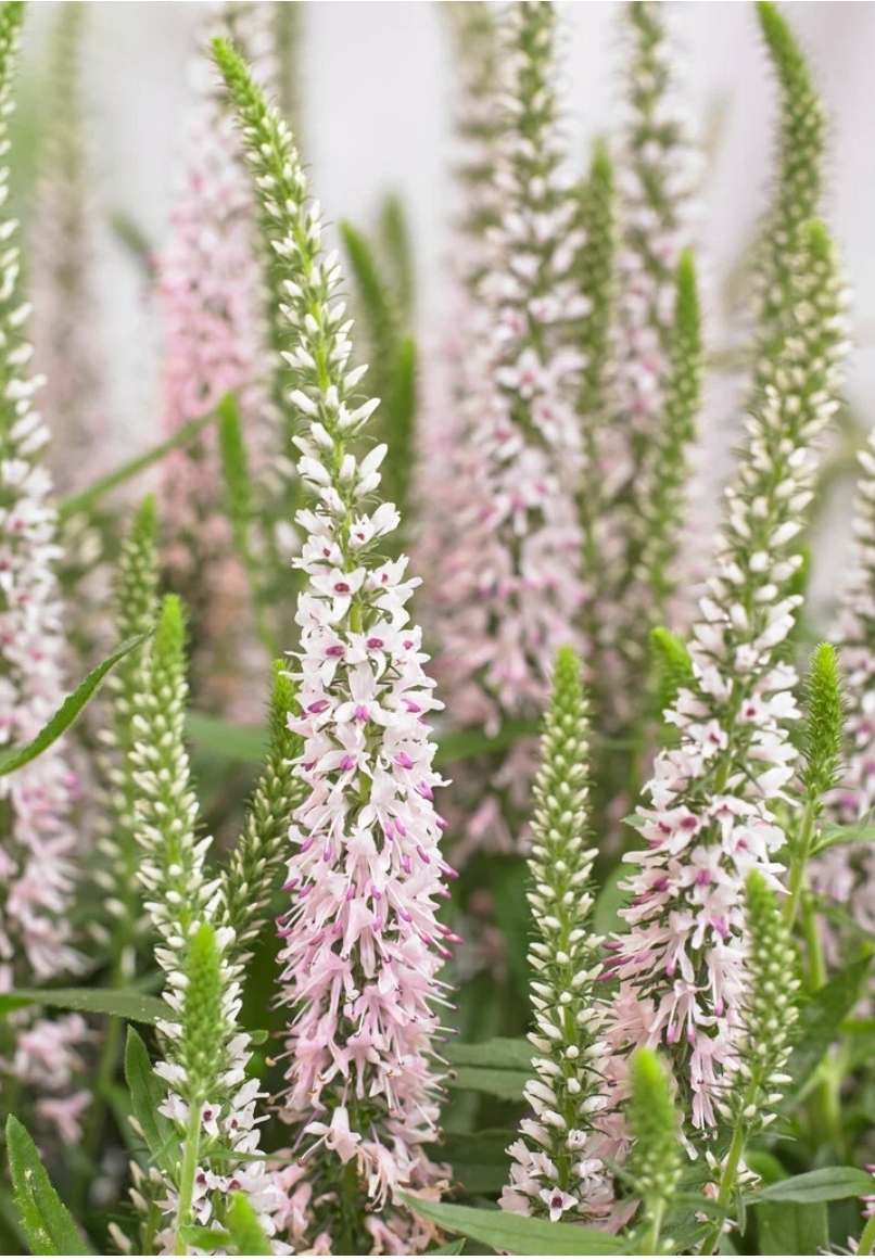 "Moody Blues" Pink Veronica