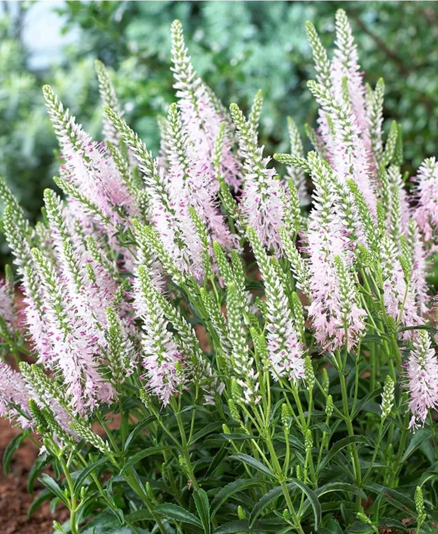 "Moody Blues" Pink Veronica