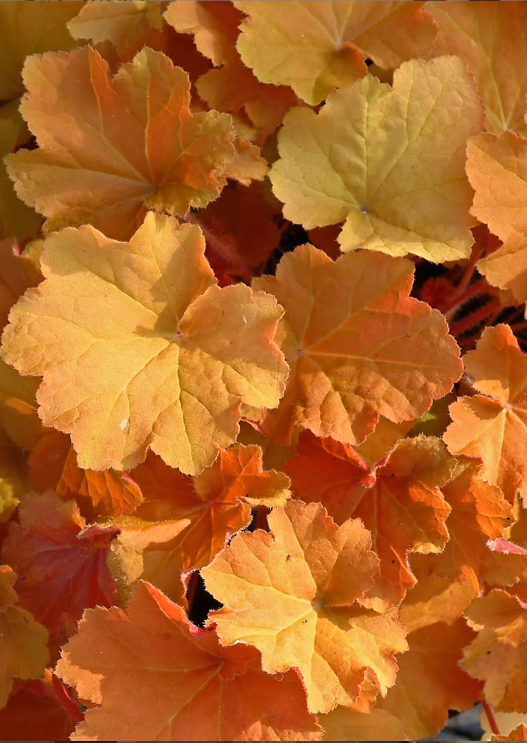 'Caramel' Coral Bells