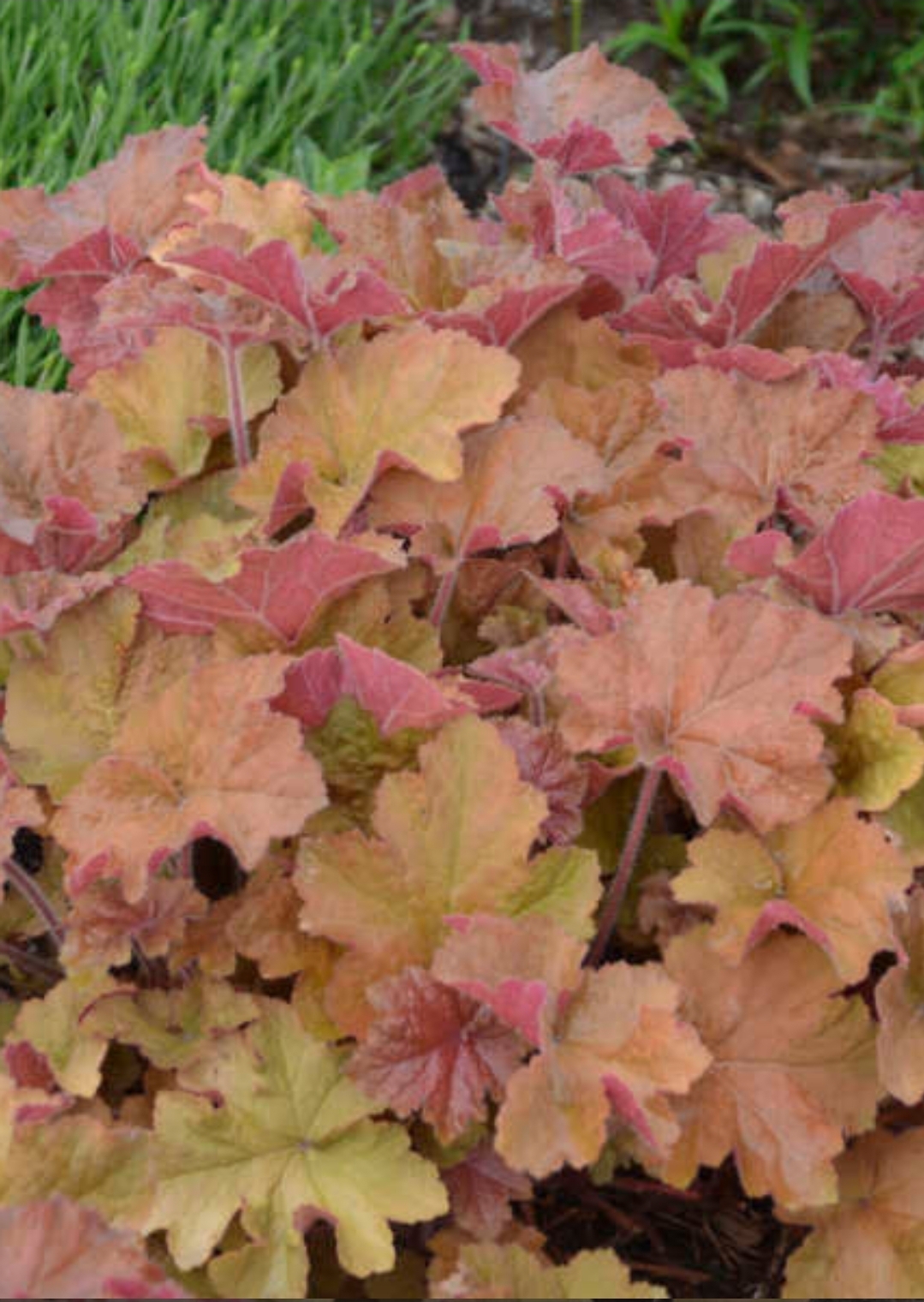 'Caramel' Coral Bells