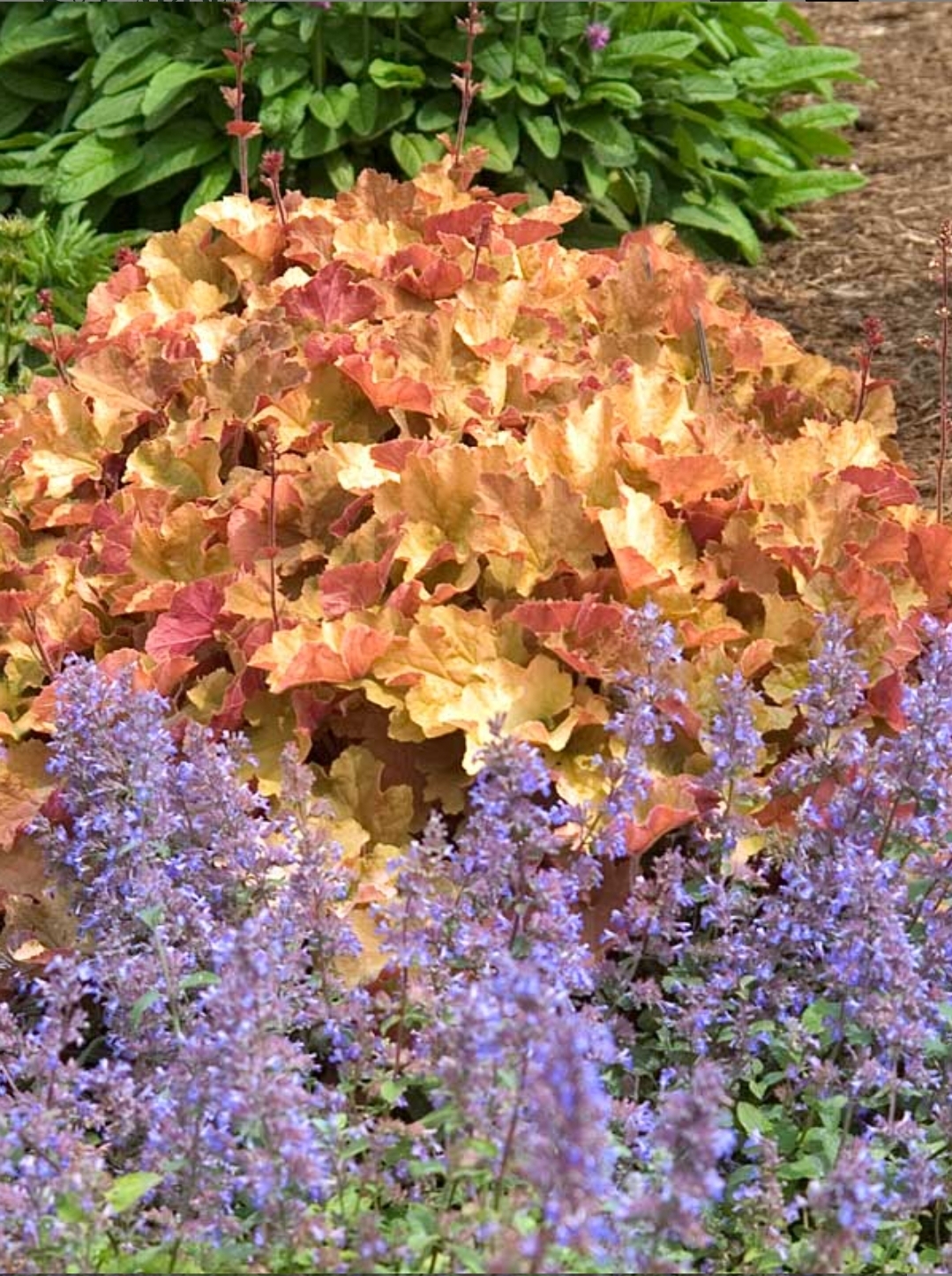 'Caramel' Coral Bells