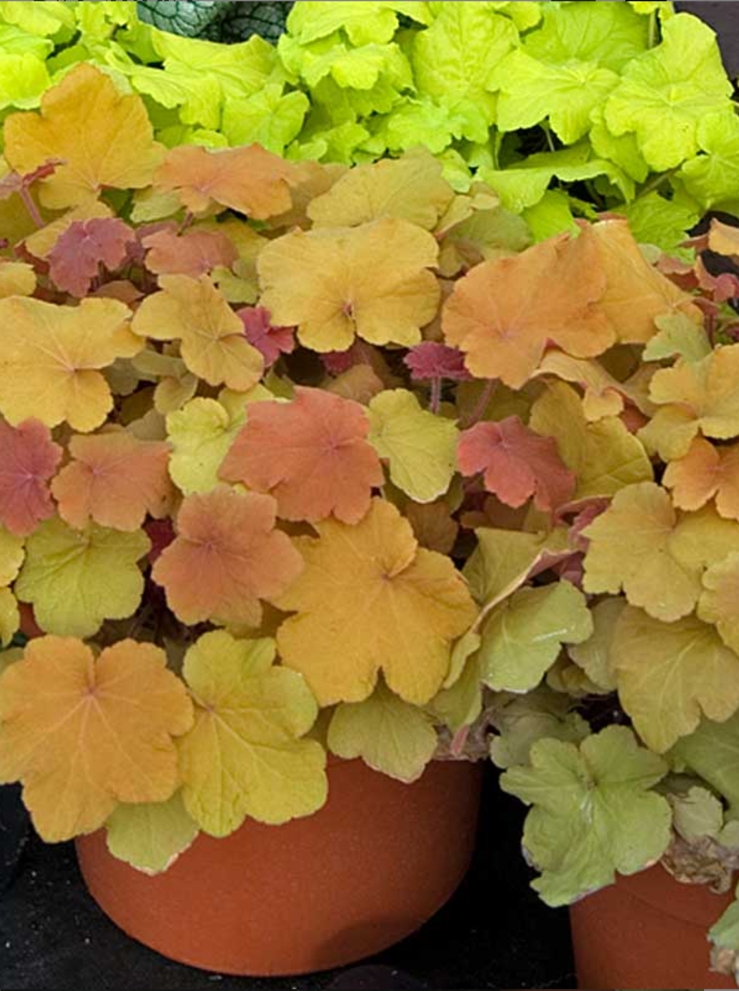 'Caramel' Coral Bells