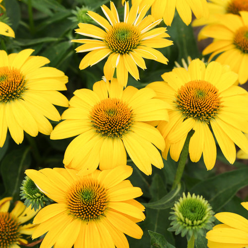 'Sombrero Lemon Yellow Improved' Coneflower