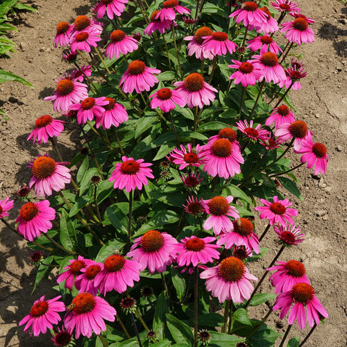 'Rosada' Coneflower