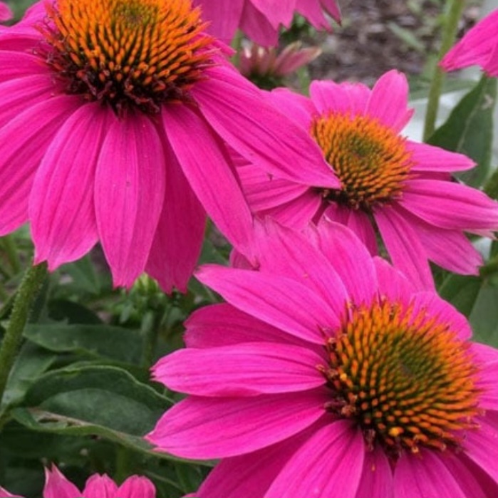 'Pow Wow Wildberry' Coneflower 8"pot