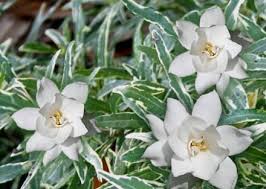 Variegated Creeping Dwarf Gardenia Radicans 1.5 gal