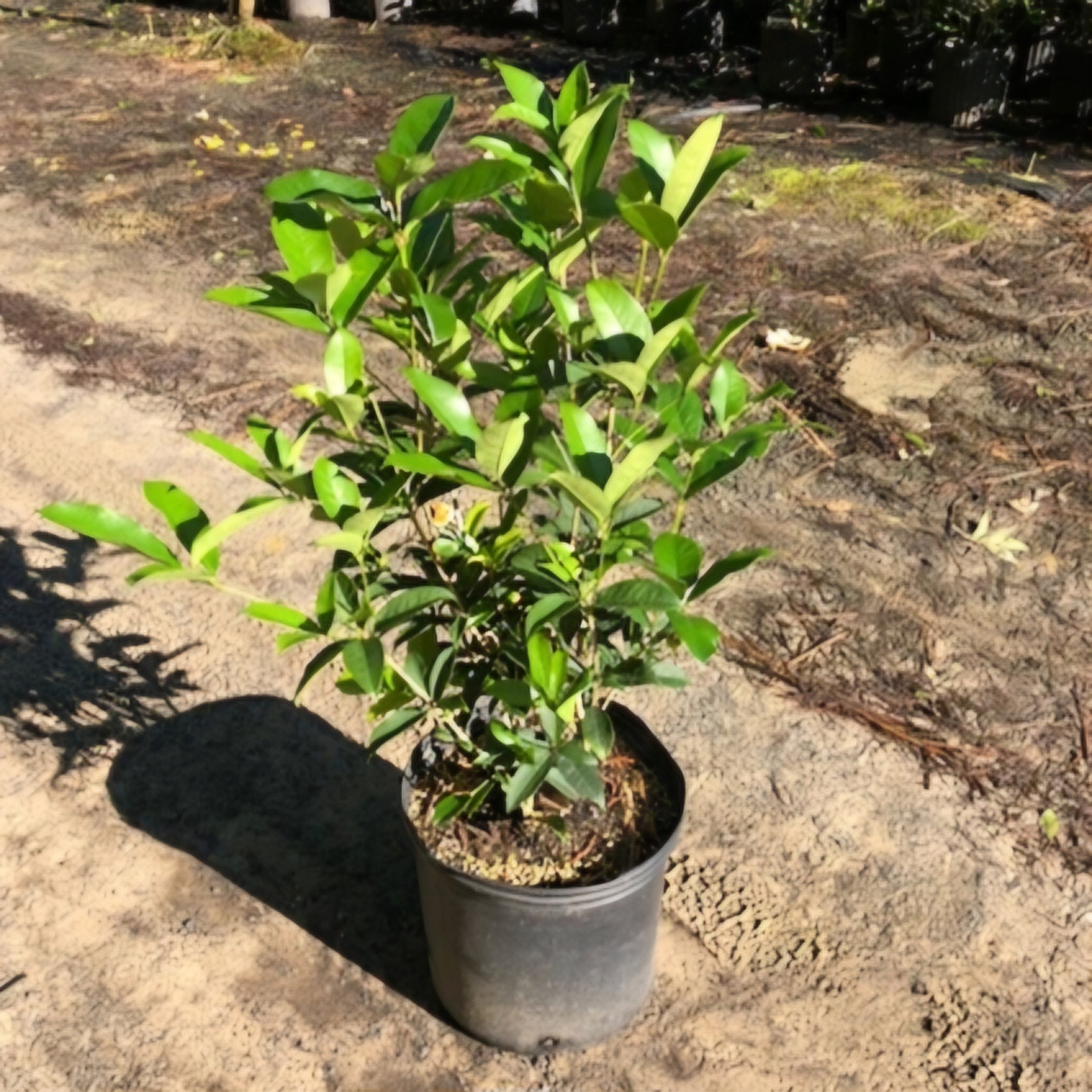 Fragrant Tea Olive (3 gal pot)