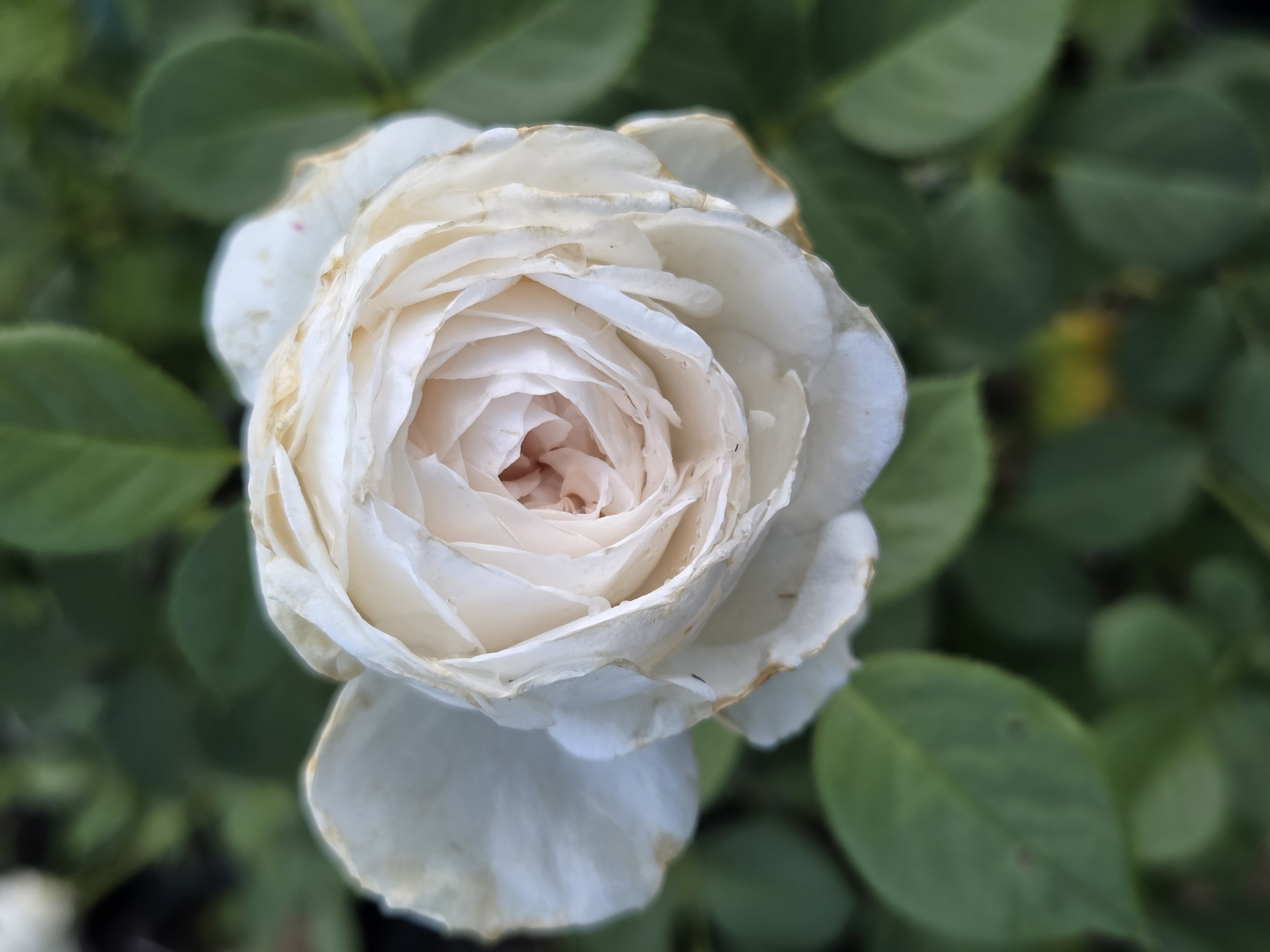 Gorgeous Mystery/Mislabeled Cream/White Garden Rose 3 gal 
