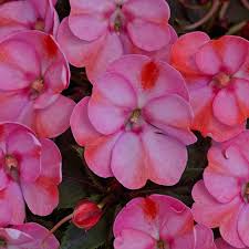 SunPatiens® Compact Blush Pink 4"