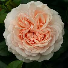 'Cream Veranda' Rose
