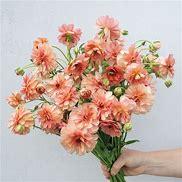 'Eris' Butterfly Ranunculus 1.5gal