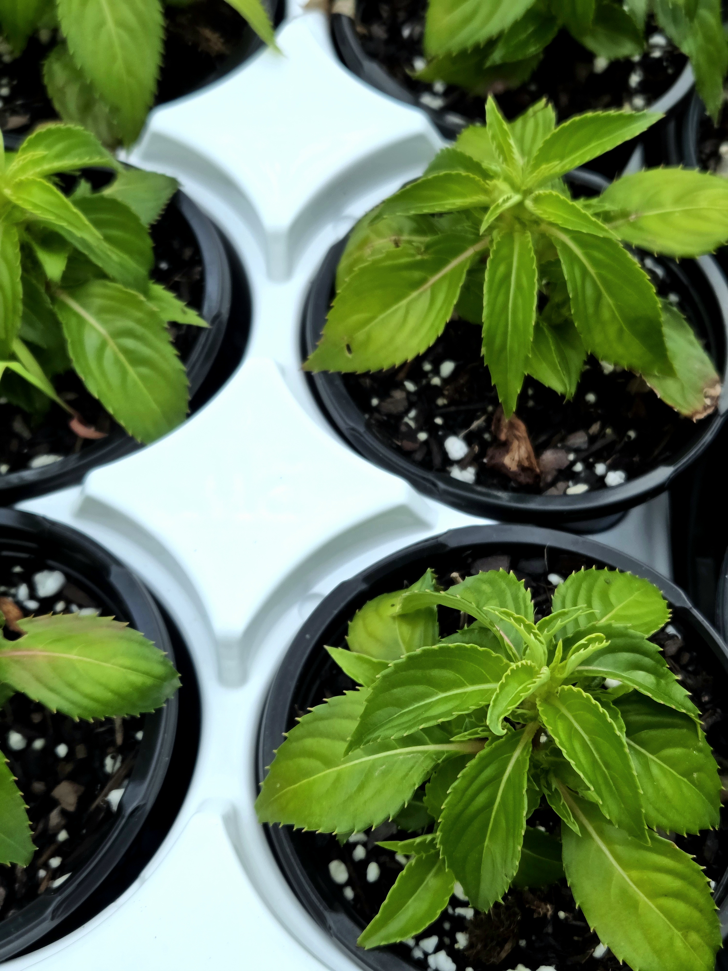SunPatiens® Compact White 4"