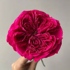 'Rouge Royale' Rose