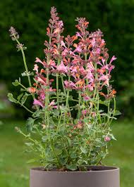 Agastache Kudos Ambrosia Hummingbird Mint 5"