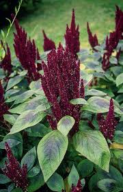 'Pygmy Torch' Dwarf Amaranthus 6" pot