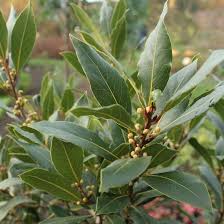 Bay Laurel 