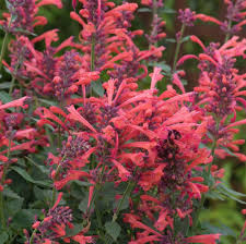 Agastache 'Kudos Coral' Hummingbird Mint 1 gal