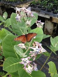 Giant Milkweed 1gal